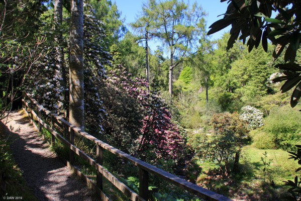 Crarae Gardens, Argyll and Bute
A view from the footpath up the Glen at Crarae gardens. [url=http://streetmap.co.uk/map.srf?X=198376&Y=697706&A=Y&Z=115/] Map location. [/url]

