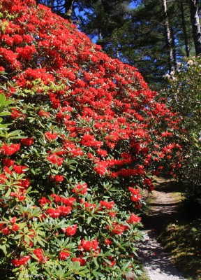 Crarae Gardens, Argyll & Bute
Spring colours at Crarae Gardens.
