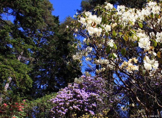 Crarae Gardens, Argyll & Bute
Rhododendrons in flower at Crarae Gardens on Loch Fyne.  [url=http://streetmap.co.uk/map.srf?X=198474&Y=697530&A=Y&Z=120/] Map location. [/url]
