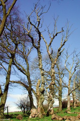 Crooked trees on the Fereneze Hills
