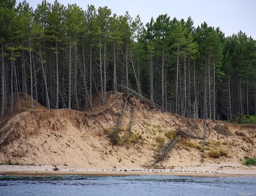 Culbin Forest from Findhorn
Looking across the mouth of Findhorn Bay towards Culbin forest.  This view shows how the forest was planted on the miles of sand dunes that stretch along the coast.  Sand Pipers are mingling along the beach. [url=http://www.streetmap.co.uk/map.srf?X=303366&Y=864845&A=Y&Z=120/] Map location. [/url]
