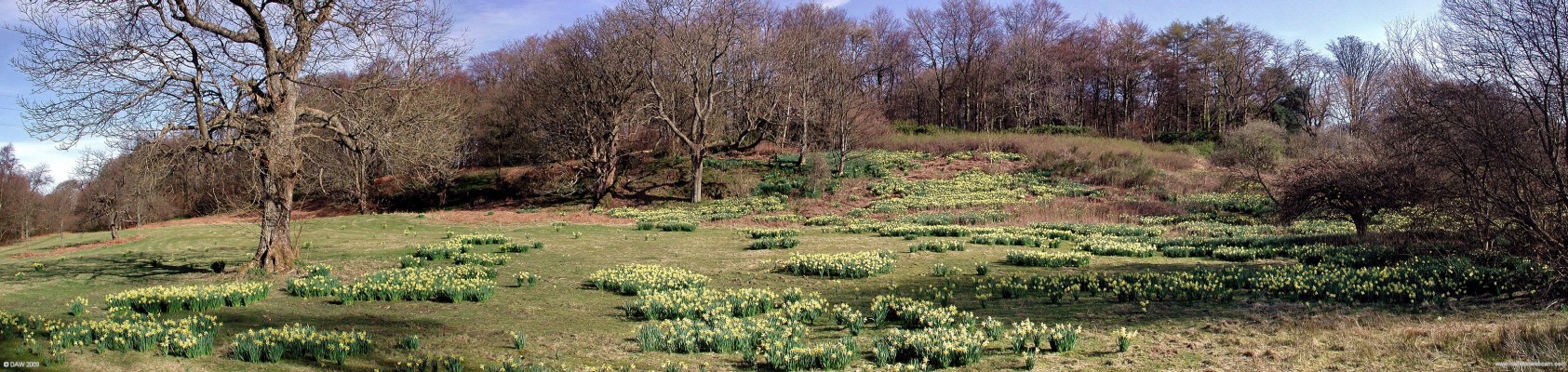 Daffodils, Formakin Estate, Bishopton
One of the fields of Daffodils at Formakin Estate in spring time.  [url=http://www.streetmap.co.uk/map.srf?X=240777&Y=670975&A=Y&Z=115/] Map location. [/url]
