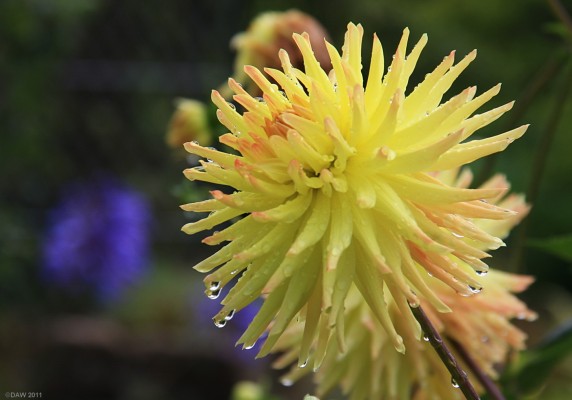 Dahlia, Broughton House Garden, Kirkcudbright
[url=http://www.streetmap.co.uk/map.srf?X=268096&Y=551072&A=Y&Z=115/] Map location. [/url]
