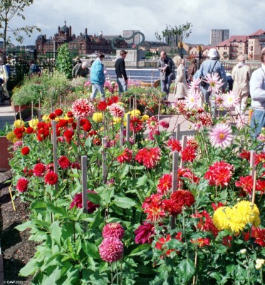 Dahlia, Glasgow Garden Festival
The red sandstone building you see at the top left is Govan Town Hall.

