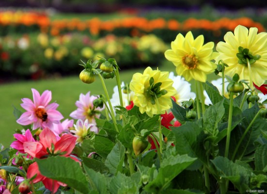 Dalhia, Victoria Park, Glasgow
