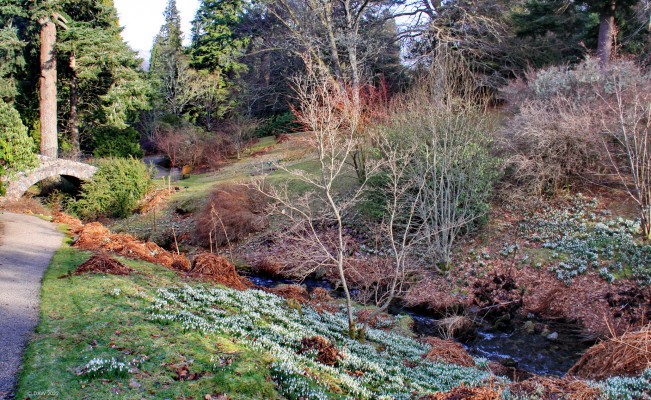 Dawyck Botanical Garden, February
Snow drops at [url=https://www.rbge.org.uk/visit/dawyck-botanic-garden/] Dawyck [/url] Botanical garden in late February.
