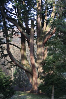 Dawyck Botanical Garden
Dawyck gardens on a cold and frosty winter morning. [url=http://www.streetmap.co.uk/map?X=316762&Y=634615&A=Y&Z=120/] Map location. [/url]
