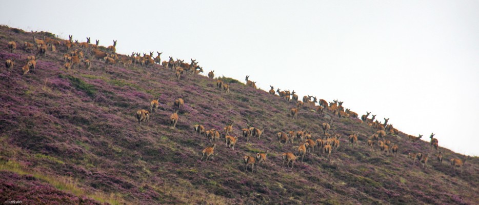 Deer herd, near Rhynie
Its not uncommon to see the odd deer around Neilston.  But what you don't see is a whole herd like this run across the road and up a hill.  [url=http://streetmap.co.uk/map?X=345261&Y=825079&A=Y&Z=120/] Map location. [/url]
