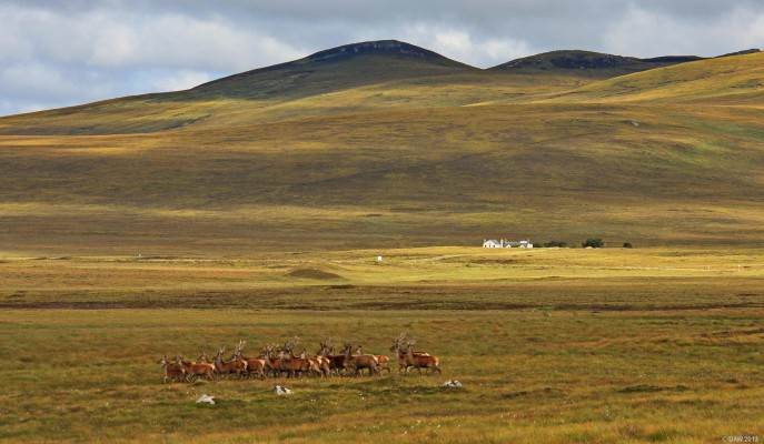 Red Deer, Sutherland
There are thought to be around 300,000 Deer in Scotland so in remote areas its not uncommon to see them near roads.  Since there are no natural predators any more in Scotland Deer are regularly culled as part of estate management and for sport.  [url=http://www.streetmap.co.uk/map.srf?X=279163&Y=935429&A=Y&Z=120/] Map location. [/url]
