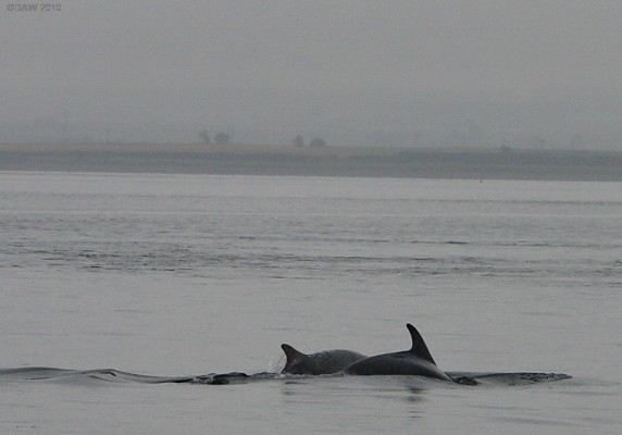Dolphins off Chanonry Point
The only good thing about this dull, wet, miserable summer day in 2008 is the sight of Dolphins at Chanonry point near Fortrose.  There are about 130 Dolphins in the area and this spot is one of best to get a chance of seeing them from the shore.  [url=http://www.streetmap.co.uk/map.srf?X=275052&Y=855710&A=Y&Z=120/] Map location. [/url]
