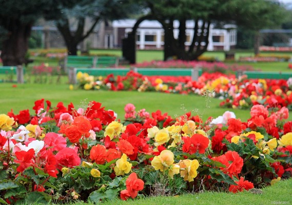Late summer colour, Douglas Park, Largs
[url=http://www.streetmap.co.uk/map.srf?X=220891&Y=658776&A=Y&Z=115/] Map location. [/url]
