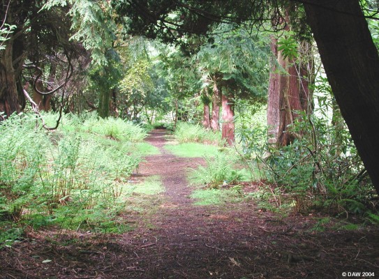 Driveway, Cowden Hall
This is a view down what remains of  the sweeping driveway that led from Cowden Hall down to the Lugton road.  The drive was lined with conifer trees which are still there but are now somewhat larger in size.
