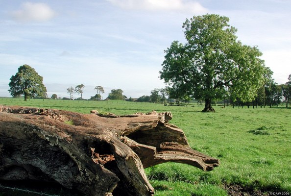 Dunlop House, estate grounds
The grounds around Dunlop House have many old broad leafed trees such as these from the days when it would have been landscaped, some, like the one in the foreground have met their demise.
