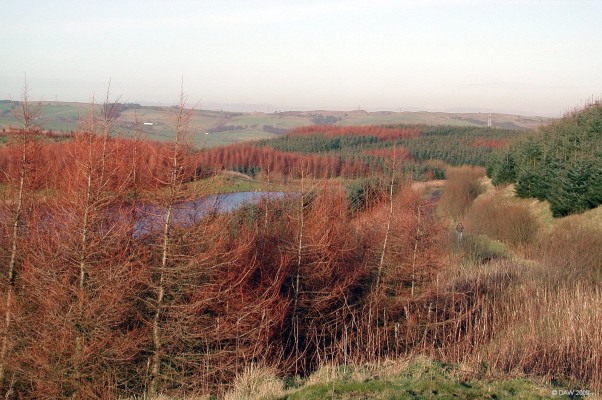East Renfrewshire Community Woodland, 2007
Opened in 1995 this photo taken in winter 2007 shows the growth in the trees since then.  Craighall Dam can be seen though the trees.  [url=http://www.streetmap.co.uk/map.srf?X=247244&Y=654977&A=Y&Z=115/] Map location. [/url]
