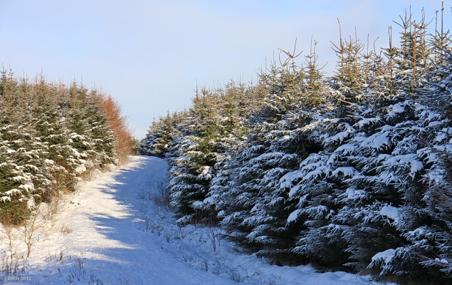 East Renfrewshire Community Woodland, 2010
Not so long ago you could see over all these trees.  [url=http://www.streetmap.co.uk/map.srf?X=247307&Y=655482&A=Y&Z=115/] Map location. [/url]

