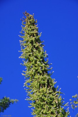 Echium Pininana, Achamore Gardens, Gigha
One of the unusual plants at Achamore Gardens on the Island of Gigha.  This species of flowering plant is endemic on the island of La Palma in the Canary Islands and can grow up to 4m in height.
