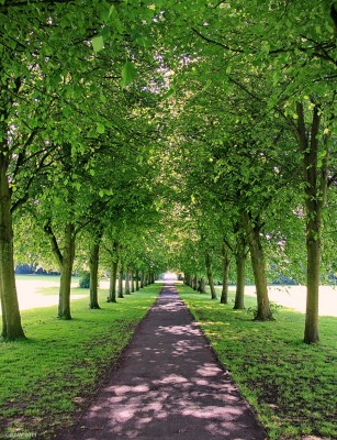 Tree lined avenue, Eglinton Country Park, Kilwinning

