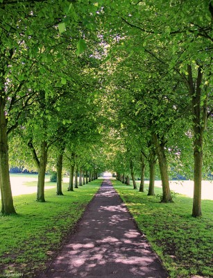 Tree lined avenue, Eglinton Country Park, Kilwinning
