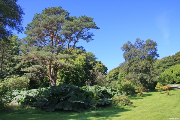 Entrance drive to Achamore House, Gigha
In 2002 the Island of Gigha was purchased by its residents and Achamore House and Gardens fell into the ownership of the Isle of Gigha Hertiage trust.  The house was sold to help pay for the purchase of the Island but the [url=http://www.gigha.org.uk/viewItem.php?id=8845/] gardens [/url] are now open to the public with a wide range of unusual plants.
