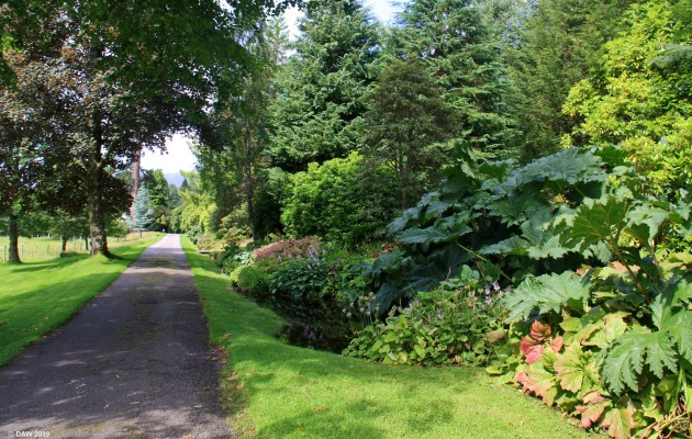 Attadale Gardens, Wester Ross
The long entrance drive in to [url=https://www.attadalegardens.com/] Attadale Gardens. [/url]  Although the main garden is down nearer Attadale House the garden starts here on the right hand side of the drive way with a meandering pathway amongst the trees.
