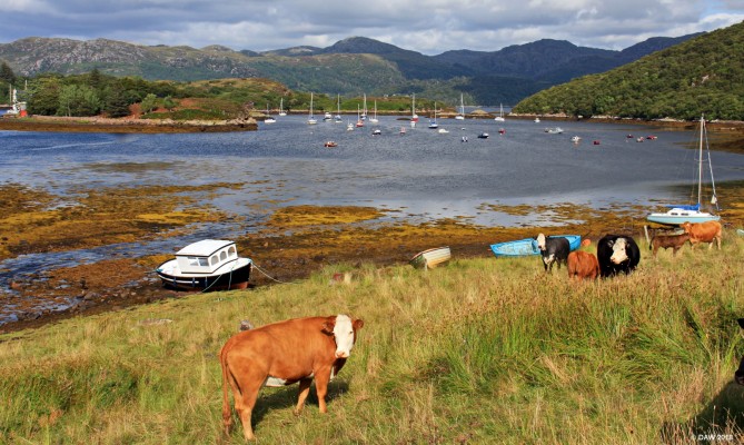 Evening sun at Badachro
[url=http://streetmap.co.uk/map.srf?X=177793&Y=873782&A=Y&Z=120/] Map location. [/url]
