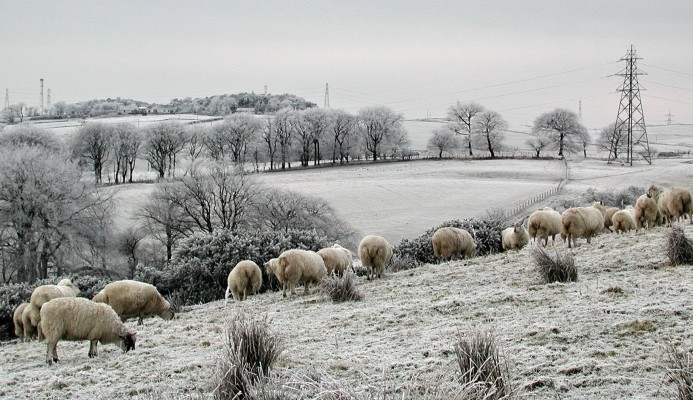 January, F23
F23 watches over a flock of sheep on a cold January morning.  [url=http://www.streetmap.co.uk/map.srf?X=248090&Y=658524&A=Y&Z=120/] Map location. [/url]
