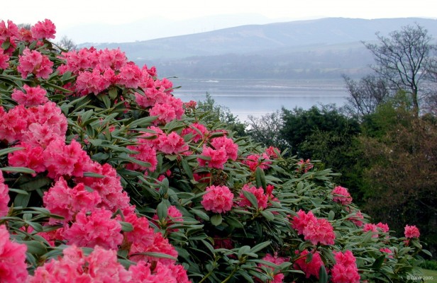 Rhododendron at Finlaystone Estate, Langbank
[url=http://www.finlaystone.co.uk]Finlaystone country estate[/url] lies on the banks of the river Clyde just outside Langbank.  In spring time it has spectacular Rhododendron and daffodil displays and other garden areas with views out over the Clyde.  The grounds are open to the public all year round.
