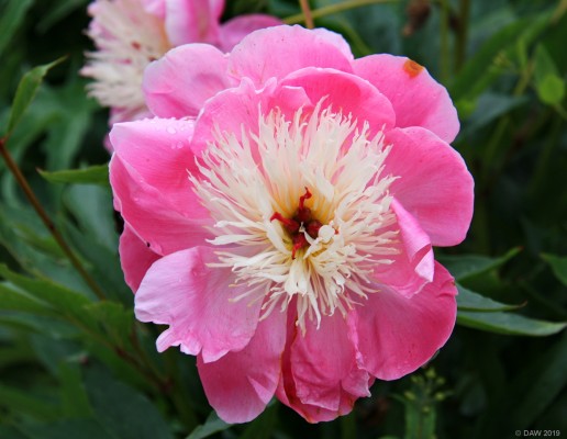 Fyvie Castle Gardens
Summer colour at Fyvie Castle.
