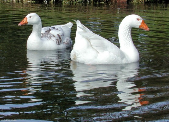 Geese, near Shilford
Geese, or are they ducks?  Frankly, I don't know, but they made a nice picture spotted in a pond near Shilford.  
