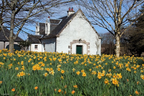 Geilston Garden, spring
Spring colour at [url=https://www.nts.org.uk/visit/places/geilston-garden/] Geilston Garden. [/url]
