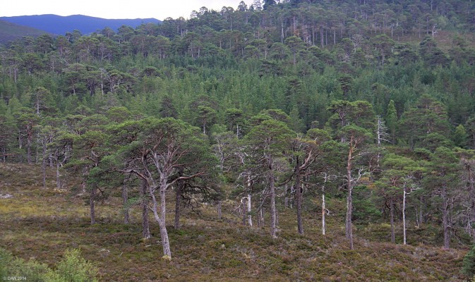 Glen Affric Forest
Glen Affric is a Caledonian Forest Reserve, it contains one of the largest ancient Caledonian pinewoods in Scotland, as well as a lot of midges on a day like this.  [url=http://streetmap.co.uk/map.srf?X=224322&Y=826199&A=Y&Z=120/] Map location. [/url]
