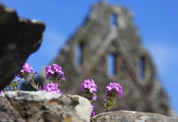 The ruins of Glenluce Abbey, Dumfries & Galloway
