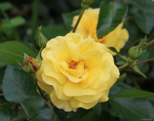Golden Flourish Rose, Tollcross Park Internation Rose Trials, Glasgow
This rose was grown to commemorate the Commonwealth games in 2014.  After a UK wide growing competition it was won by Rosemary Gandy of England.  A Glasgow Primary School compeition gavfe it the name.
