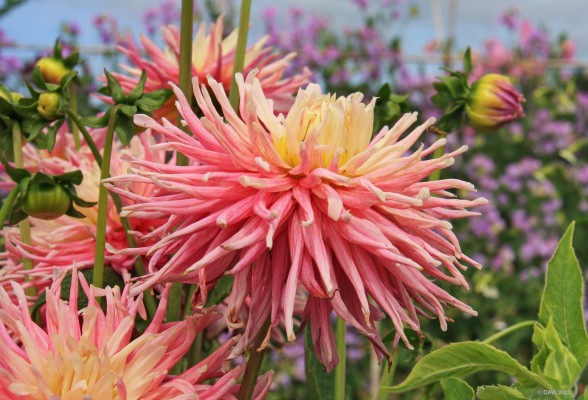Gordon Castle Garden, Fochabars
Summer colours in the walled garden at Gordon Castle near Fochabers.  [url=http://streetmap.co.uk/map?X=334825&Y=859097&A=Y&Z=115/] Map location. [/url]
