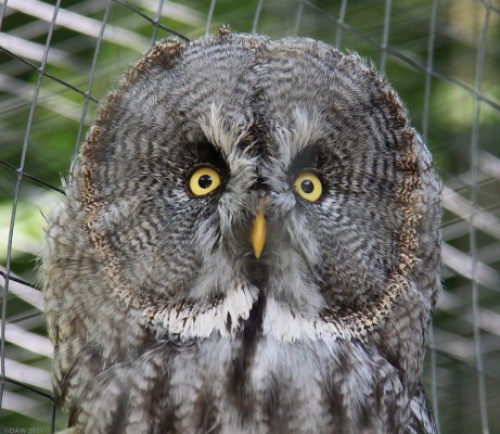 Great Grey Owl, Galloway Wildlife Park
Taken in 2009, sadly the Galloway Wildlife Park has since closed.
