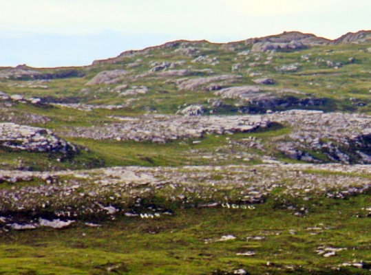 The 'Hood' stones, Loch Eribol
Loch Eriboll was once a popular anchorage for Royal Navy ships, in 1935 when anchored there, some crew members of the Battle Cruiser HMS Hood climbed this hill to lay stones in the name of the ship.  Recently they have been repainted by pupils from Durness Primary school.  Without climbing the hill the best way to see them is on the opposite side of the loch from around Eriboll Church.    With a bit of imagination you can see the name Hood in the lower part of the photo.
