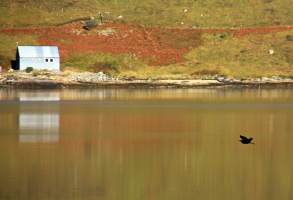 Heron, Loch Ainort, Skye
