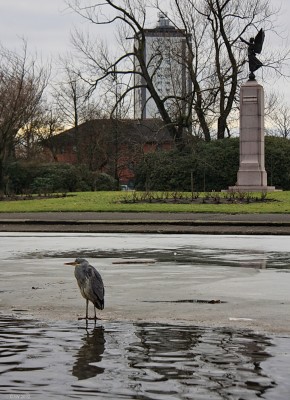 Heron, Victoria Park, Glasgow
A Heron patiently waiting on the ice for a passing fish at the pond in Victoria Park.  I suspect he's got a long wait.  
