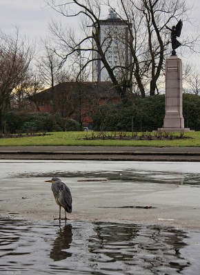 Heron, Victoria Park, Glasgow
A Heron patiently waiting on the ice for a passing fish at the pond in Victoria Park.  I suspect he's got a long wait.  
