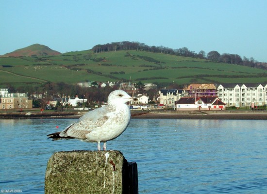Herring Gull, Largs Pier
A not uncommon sight in Largs, they get well fed on Fish & Chips by day trippers.  The RNLI Lifeboat station is to the right of the Gull, the hill on the left is Knock Hill where the remains of a fort have been found dating from 500BC
