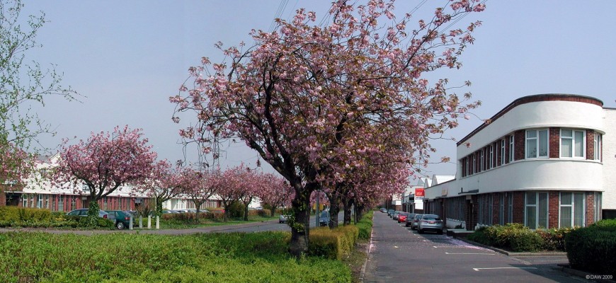 Cherry Blossom, Hillington Industrial Estate, Glasgow
I don't make a habit of taking photos in Industrial estate but this was during a lunch break when I used to work at an un-named company in the estate, they know who they are.  Hillington was Scotland's first "Enterprise Zone" and was built in the late 1930's as can be seen by the style of the buildings.  Much of the estate has been rebuilt, some parts of it are bordering on a dump, other parts, like this bit, haven't changed much in 70 years.
