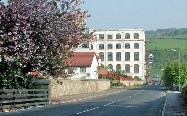 Holehouse Brae in Spring time
