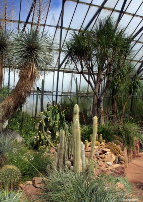 The hot House, Edinburgh Botanic Gardens
The dry Desert house at Edinburgh Botanic Gardens, not a scene familiar to the good people of Edinburgh.
