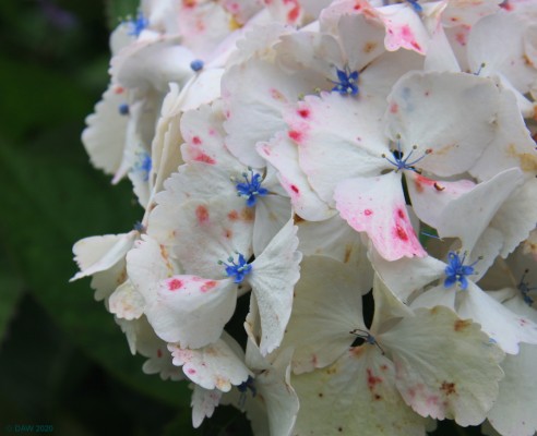 Hydrangea, Logan Botanic Gardens
[url=http://streetmap.co.uk/map.srf?X=209620&Y=542630&A=Y&Z=115/] Map location. [/url]
