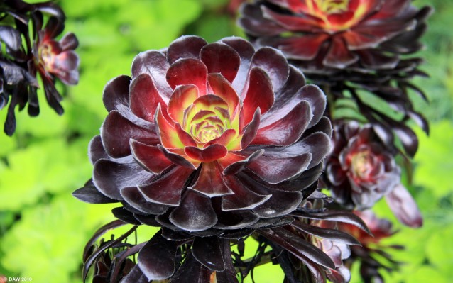 Inverewe Gardens, near Poolewe
[url=http://streetmap.co.uk/map.srf?X=186077&Y=881921&A=Y&Z=120/] Map location. [/url]
