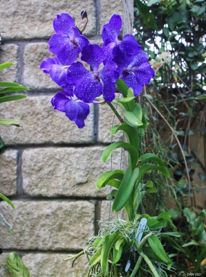 Inverness Botanical Gardens
