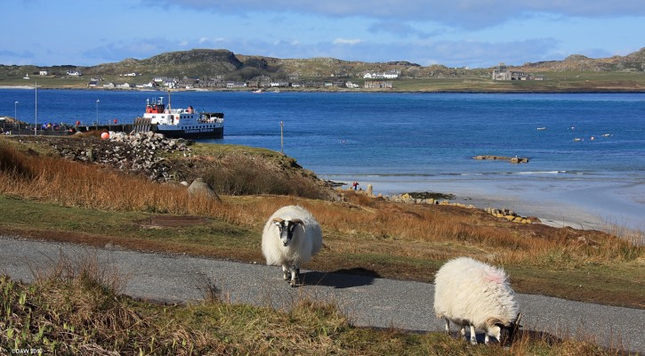 The Isle of Iona from Fionnphort, Mull
The locals are very approachable whilst you wait for the short ferry crossing from Fionnphort to Iona.  From here you get a tantalising view of the Abbey across the deep blue water of the Sound of Iona.  [url=http://www.streetmap.co.uk/map.srf?X=130142&Y=723370&A=Y&Z=115&ax=130142&ay=723370/] Map location. [/url]
