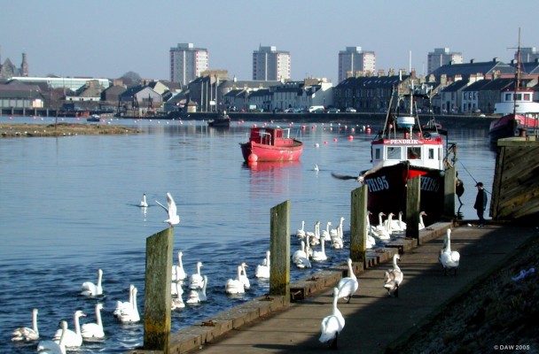 Feeding time at Irvine Harbour
Looking from the harbour back towards the town.  Irvine was Scotlands last 'New Town', designated as such in 1966.  It never reached its intended potential of 116,000 population, today the population is 22,000.  However, the 6 lane highway intended to speed all those ellusive residents on their way is a joy to drive on today :-)
