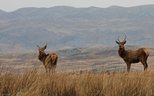 Jura Deer
Just two of Jura's 6,000 deer.  They outnumber the human population 30 to one.  They are easily spotted from the road in winter since they come down from the hills searching for food.  They have been managed on the island for 1000 years since there are no natural predators.  [url=http://www.streetmap.co.uk/map.srf?X=160819&Y=683550&A=Y&Z=120/] Map location. [/url]

