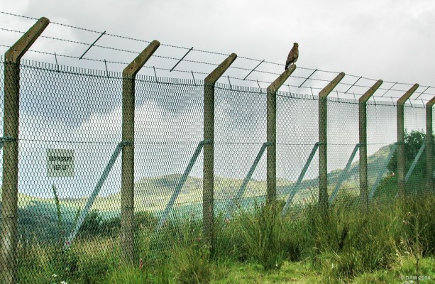 Hawk, Glen Douglas
The Glen Douglas Defence Munitions site encloses a huge area of Glen Douglas with this security fence, but not everything pays much attention to it.  [url=http://www.defence-estates.mod.uk/]Defence Estates[/url] owns large amounts of land in the UK, it may come as a surprise to know that in some areas the public is positively encouraged to make use of it.  Its remoteness and lack of human activity can mean it is a habitat for much wildlife.
